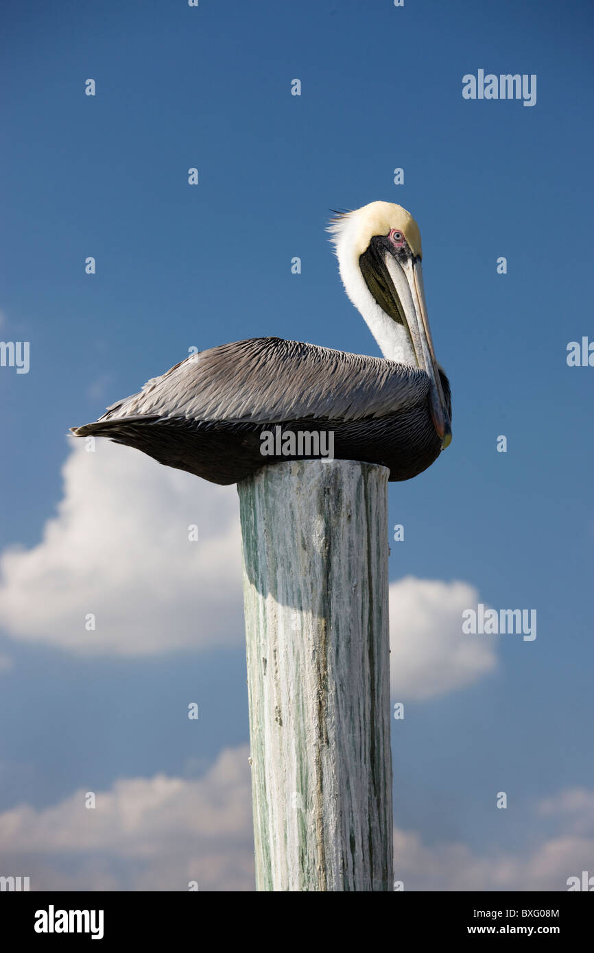 Pélican brun sur un perchoir dans les Everglades, Floride, États-Unis d'Amérique Banque D'Images