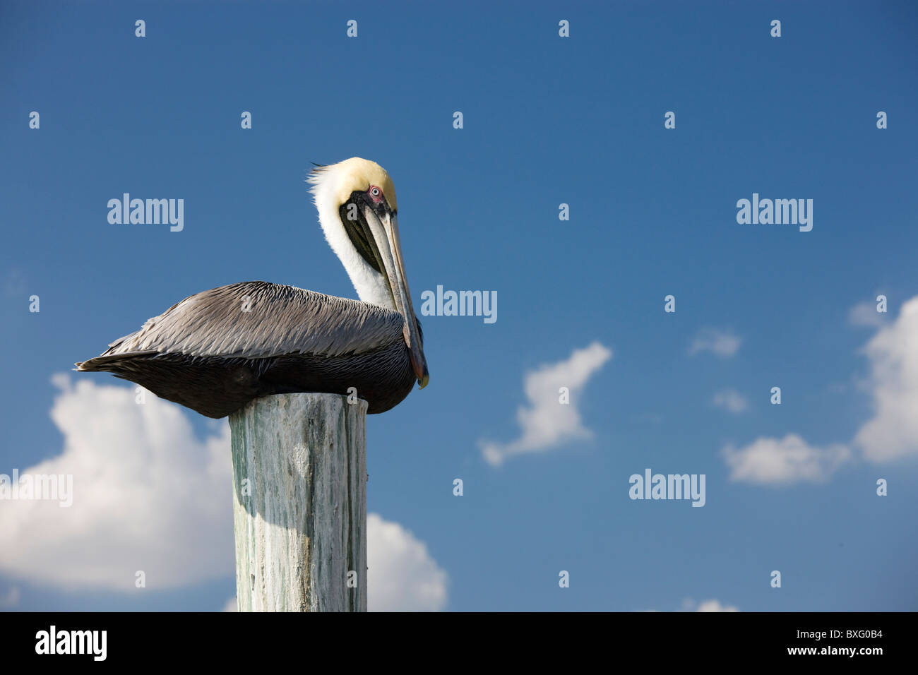 Pélican brun sur un perchoir dans les Everglades, Floride, États-Unis d'Amérique Banque D'Images