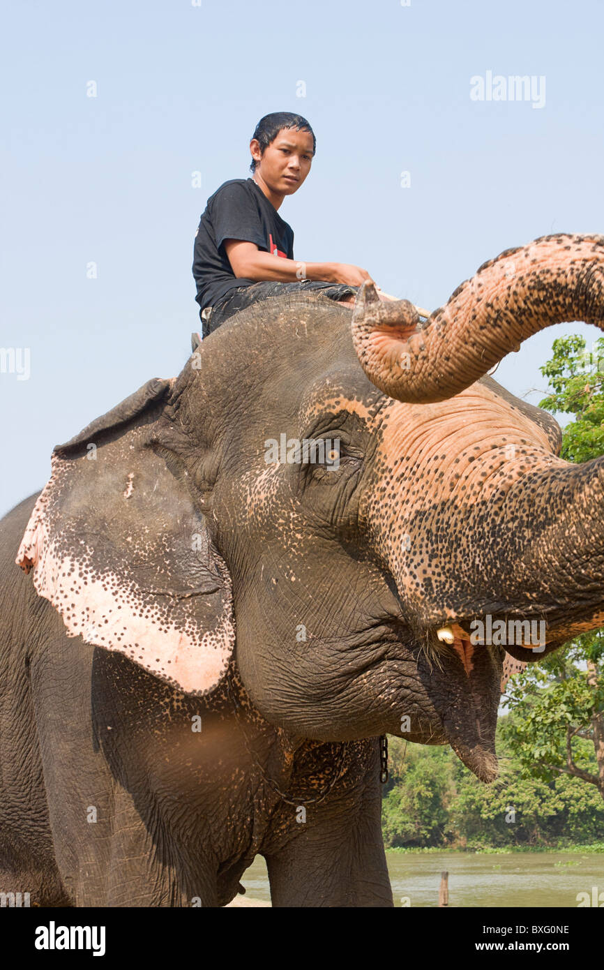 Manèges cornac Éléphant Éléphant à rester, un centre de conservation des éléphants à Bangkok, Thaïlande Banque D'Images