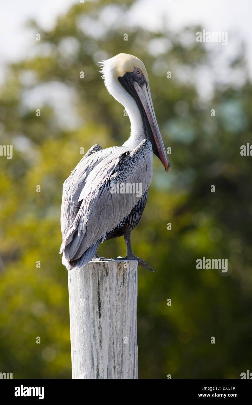 Pélican brun sur un perchoir dans les Everglades, Floride, États-Unis d'Amérique Banque D'Images