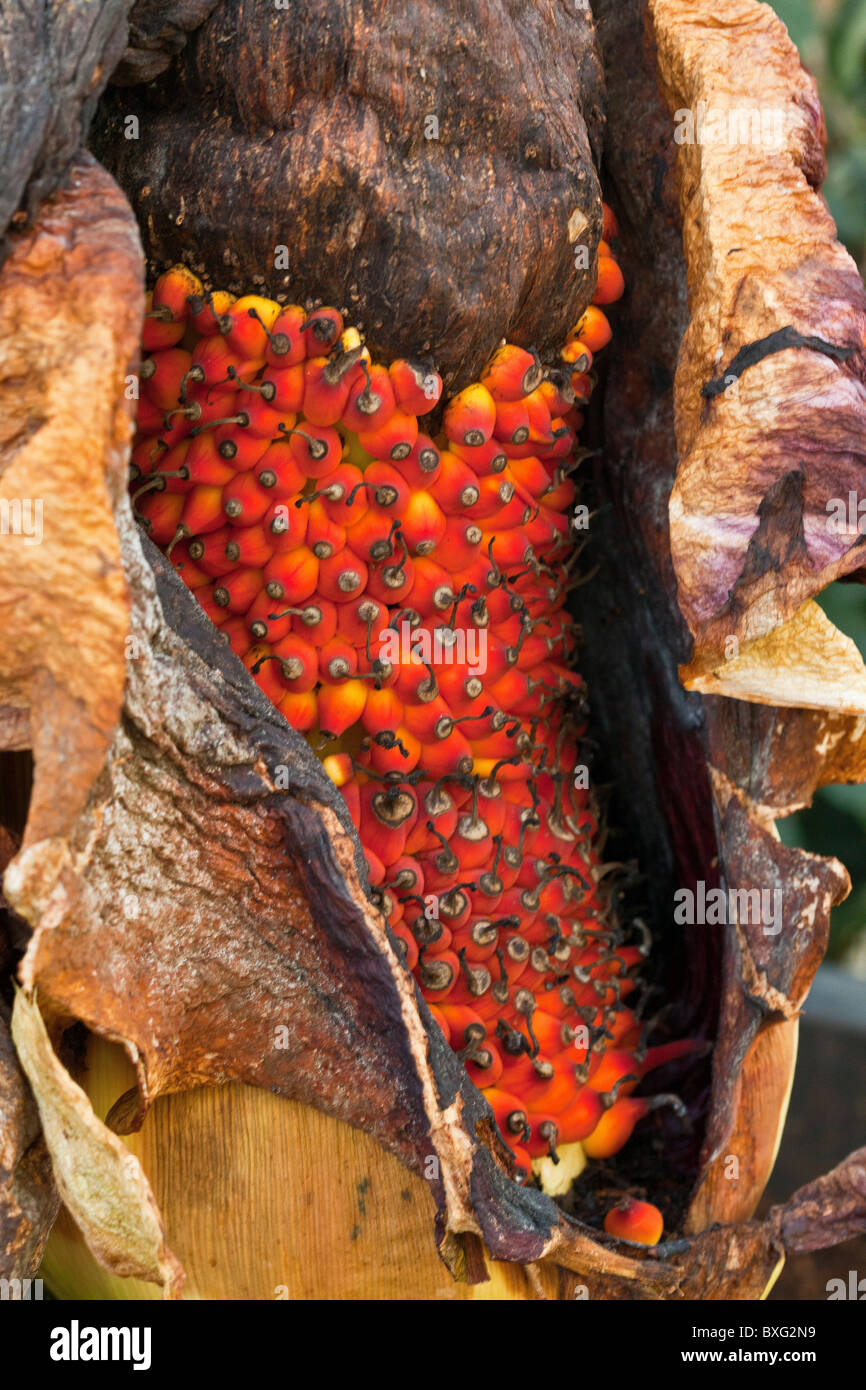 L'Arum Titan, Amorphophallus titanum, - dans le secteur des fruits ; très forte odeur de fleur. Sumatra. Banque D'Images