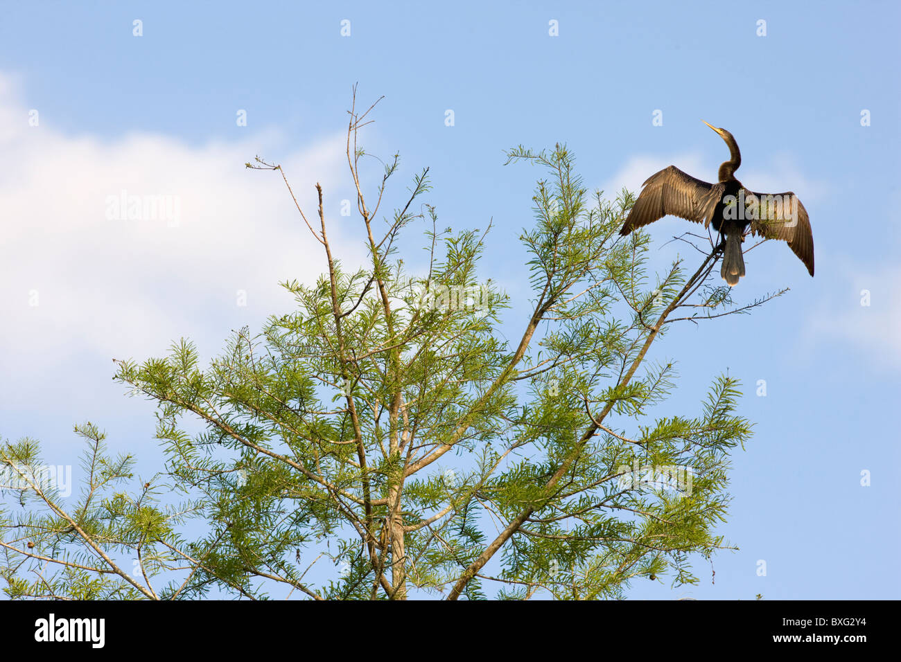 Snakebird Anhinga Anhinga anhinga, dard, dans les Everglades, Floride, États-Unis d'Amérique Banque D'Images