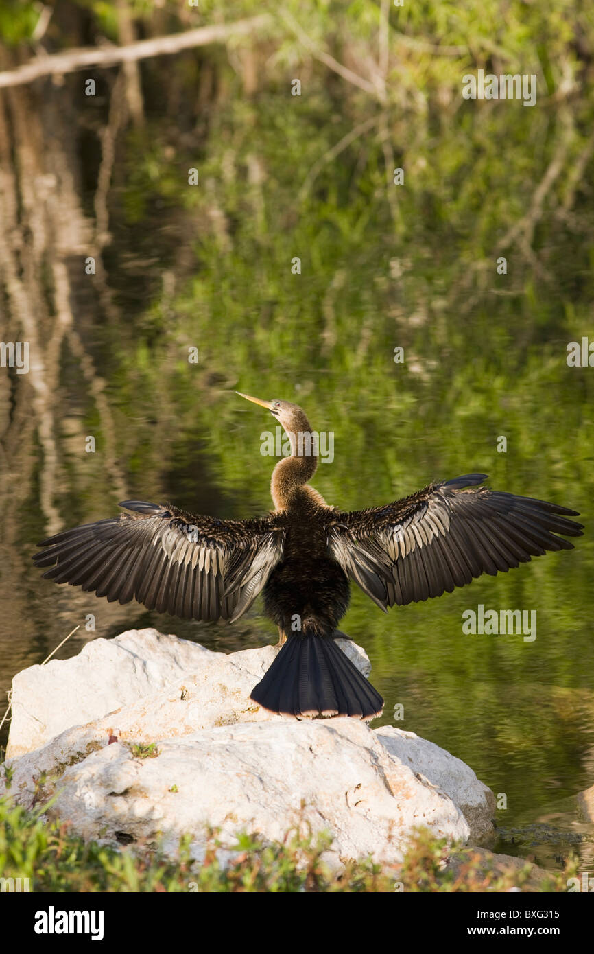 Snakebird Anhinga Anhinga anhinga, dard, dans les Everglades, Floride, États-Unis d'Amérique Banque D'Images