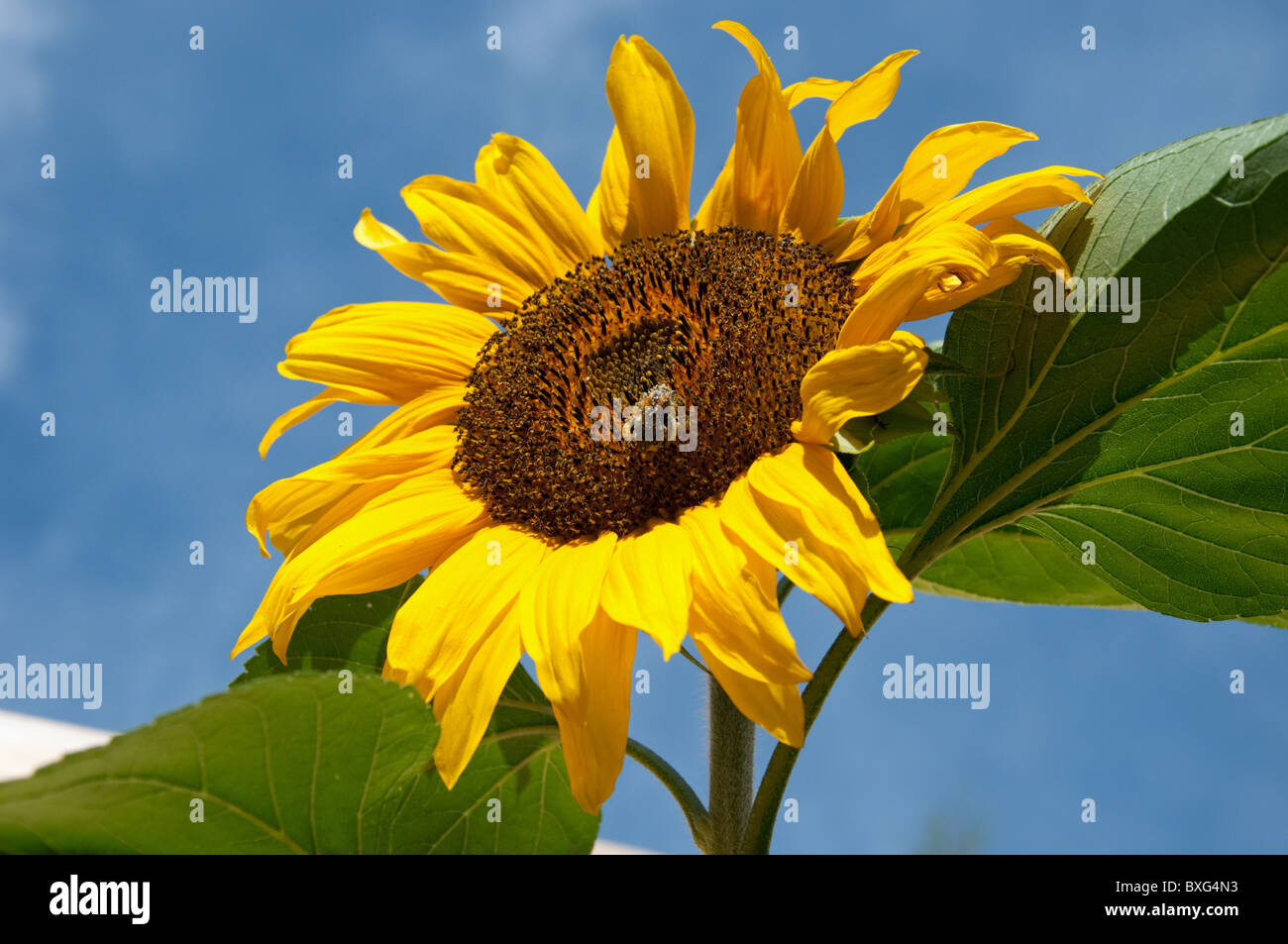 Avec tournesol Bee against a blue sky Banque D'Images