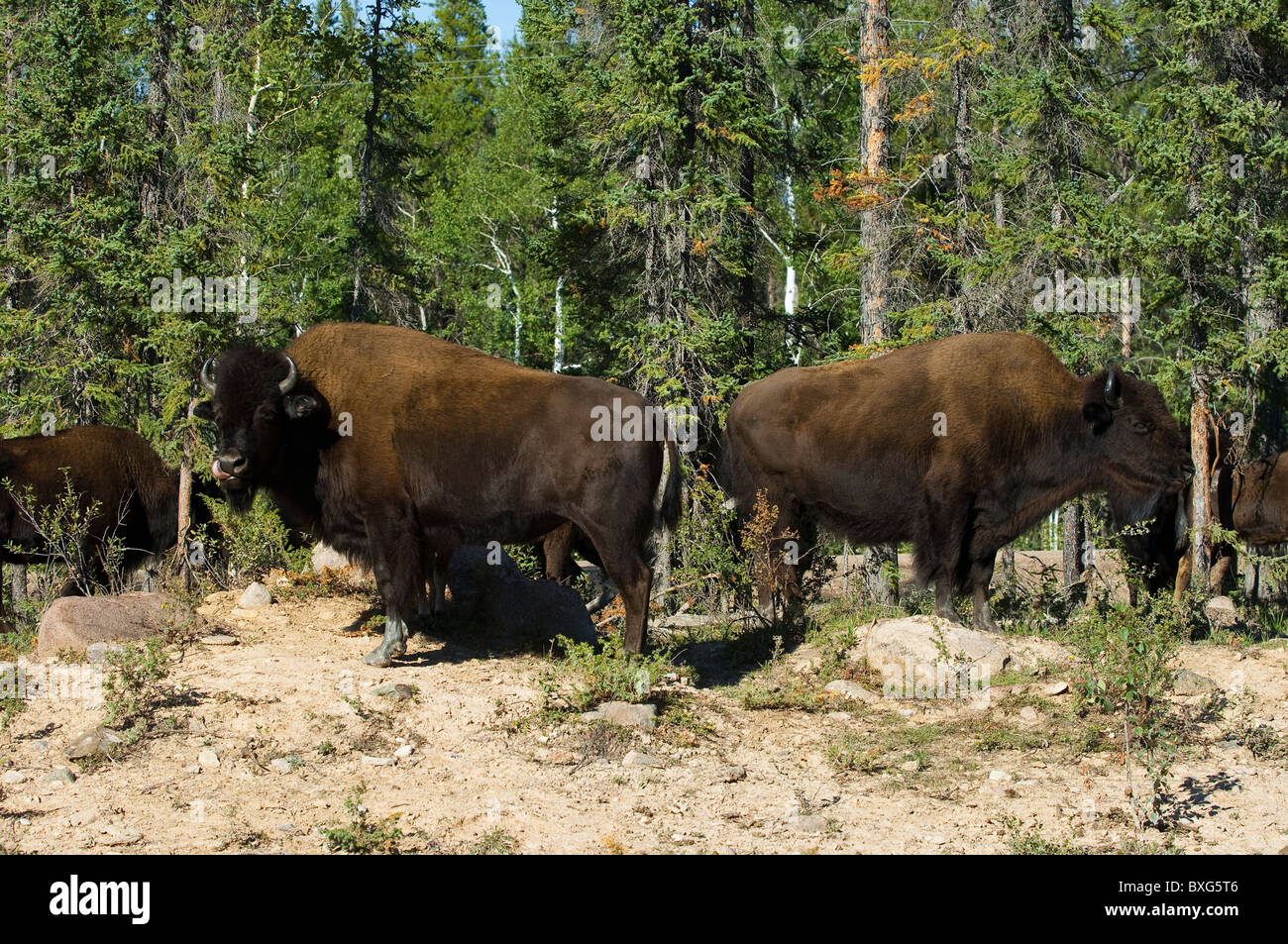 Le bison des bois (bison athabascae) roaming Parc national Wood Buffalo, Territoires du Nord-Ouest, Canada. Banque D'Images