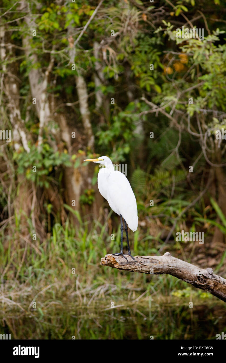 Grande Aigrette aussi connu comme Grande Aigrette Ardea alba, dans Everglades, Florida, USA Banque D'Images