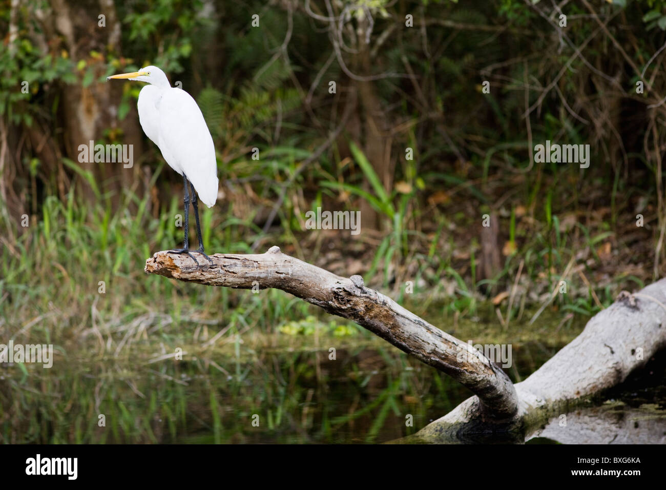 Grande Aigrette aussi connu comme Grande Aigrette Ardea alba, dans Everglades, Florida, USA Banque D'Images