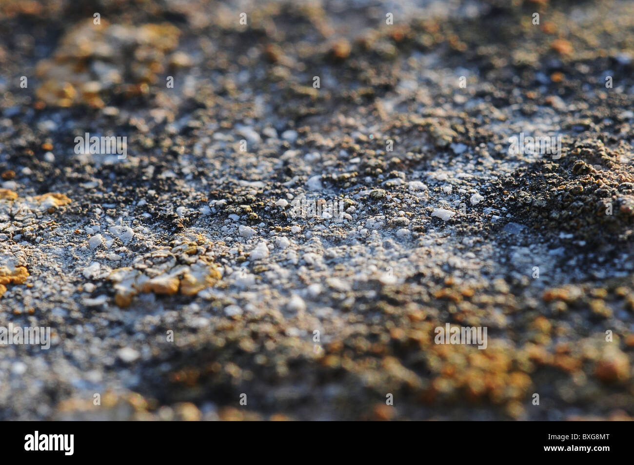 Un close up image des différentes espèces de mousses poussant sur un mur de briques. Idéal comme une image de fond ou image du bureau. Banque D'Images