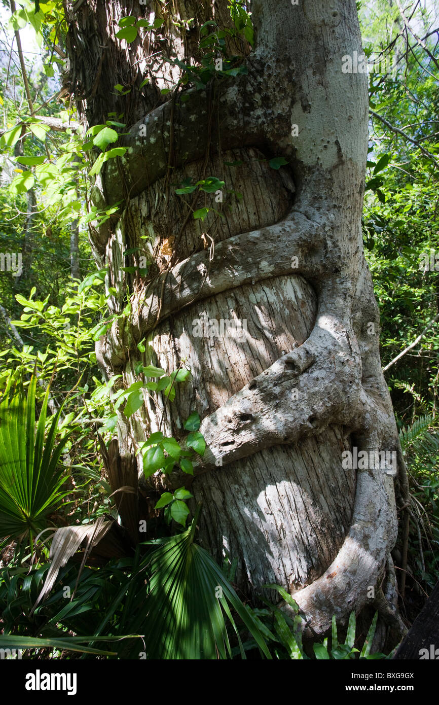 Strangler fig, les Everglades de Floride, États-Unis d'Amérique Banque D'Images