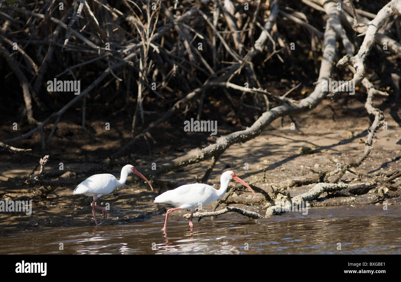 Ibis blanc oiseaux, Eudocimus albus, de mangroves à Fakahatchee Strand à Everglades, Florida, USA Banque D'Images