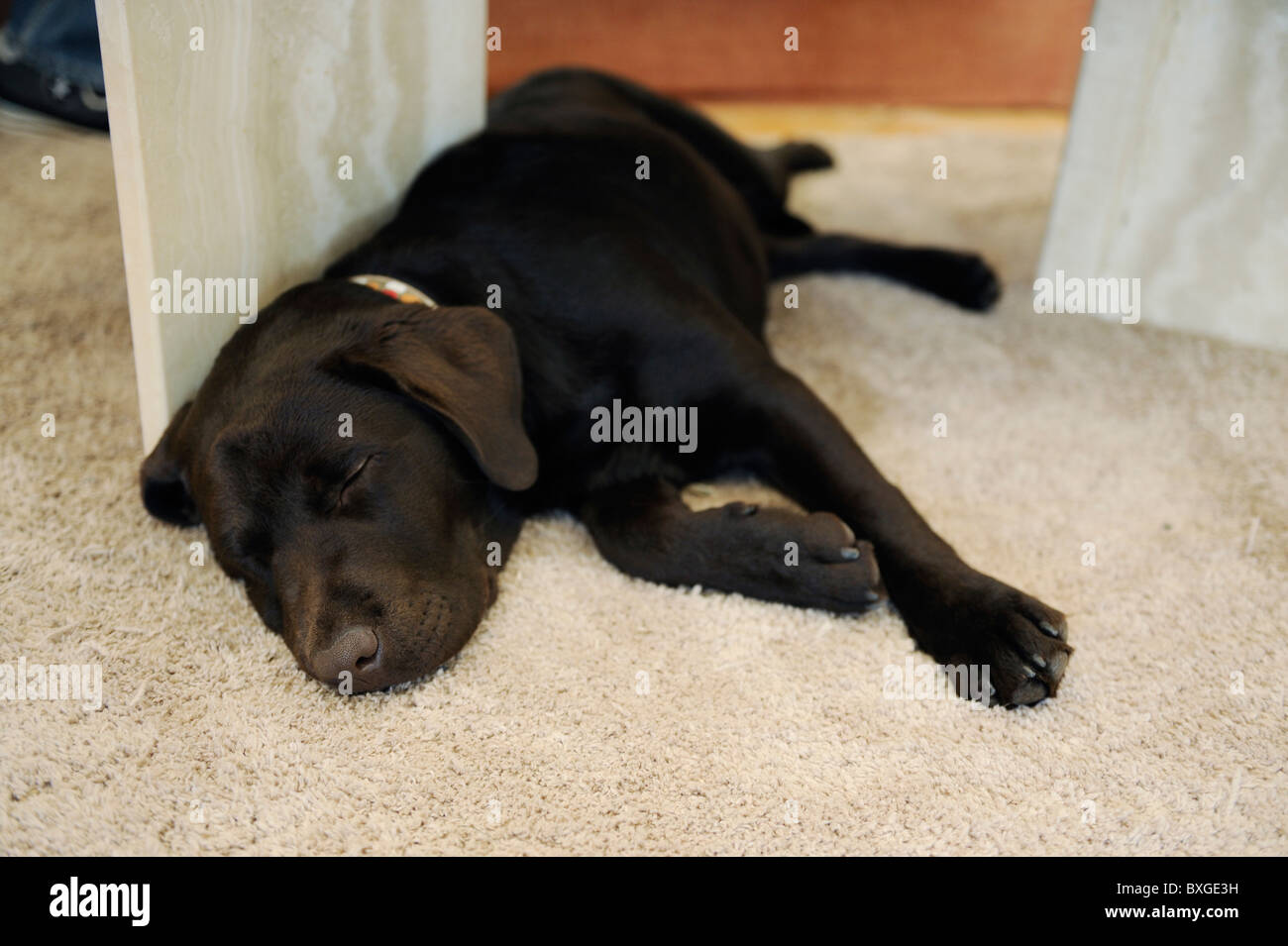 Chien chiot Labrador brun chocolat dormir sur un tapis Banque D'Images