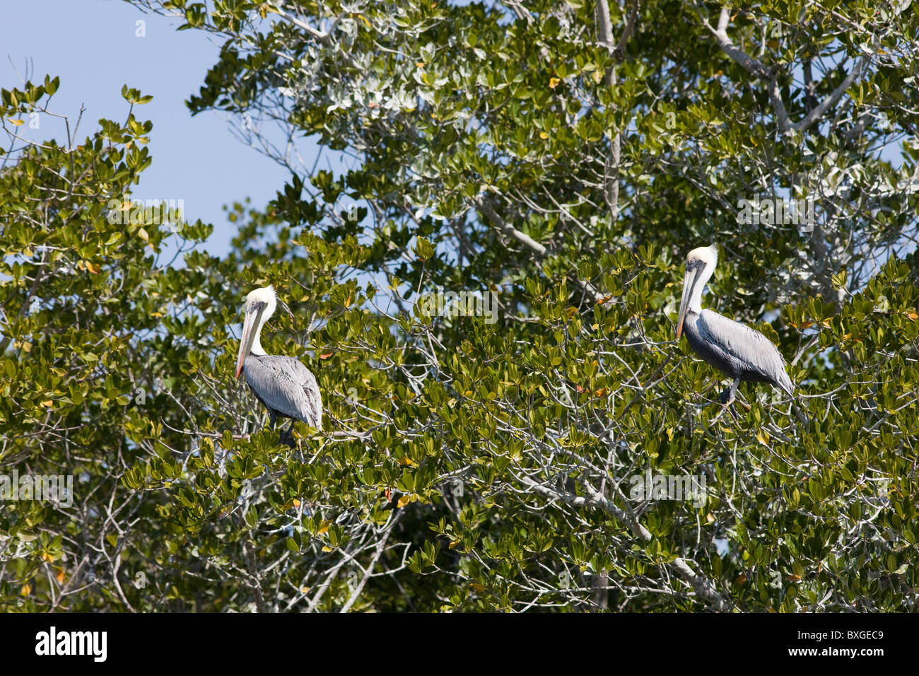 Le Pélican brun perché dans un arbre dans les Everglades, Floride, États-Unis d'Amérique Banque D'Images