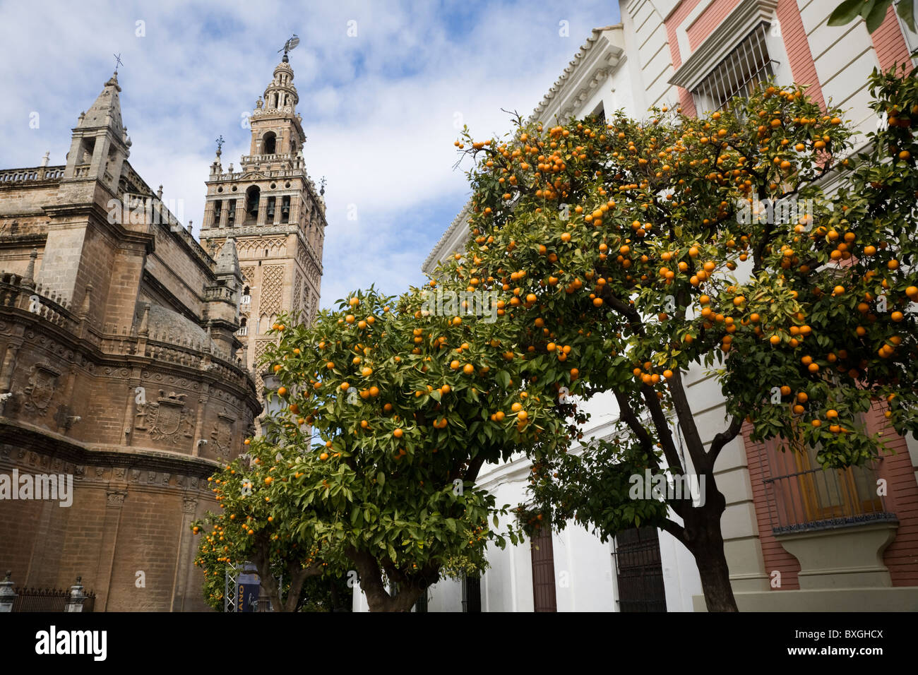 La Giralda (ancien minaret mosquée transformée en Cathédrale clocher) derrière la fructification des fruits orange tree. Séville / Sevilla. L'Espagne. Banque D'Images