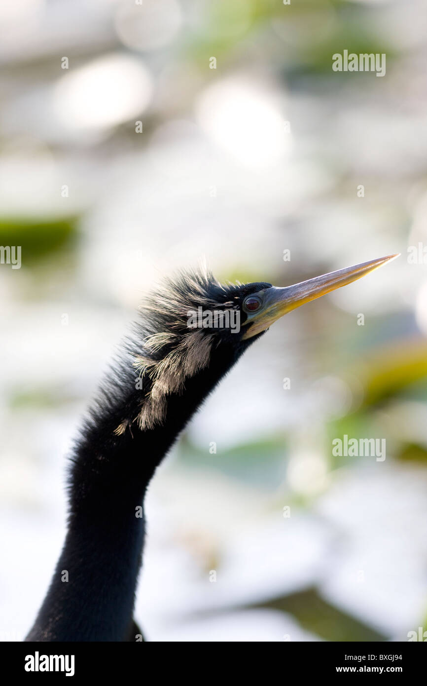 Snakebird Anhinga Anhinga anhinga, dard, en rivière dans les Everglades, Floride, États-Unis d'Amérique Banque D'Images