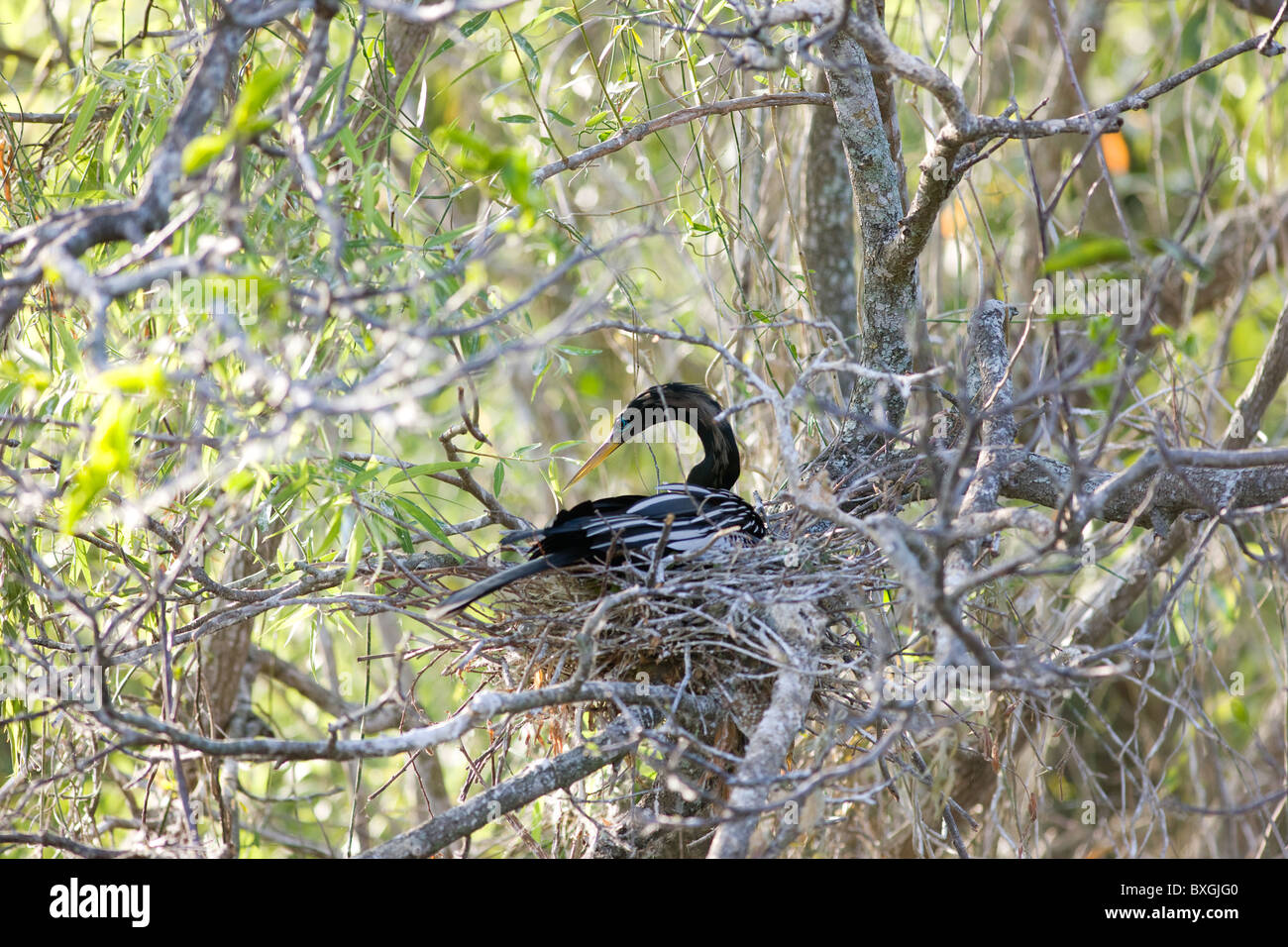 Anhinga snakebird sur son nid, Everglades, Floride, États-Unis d'Amérique Banque D'Images