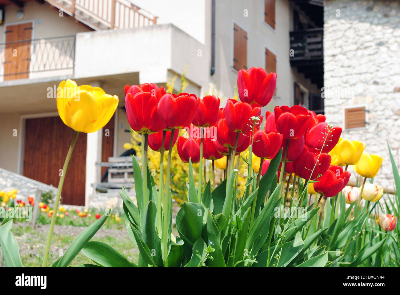 Tulipes rouges et jaunes avec sfonto logements dans une petite ville Banque D'Images