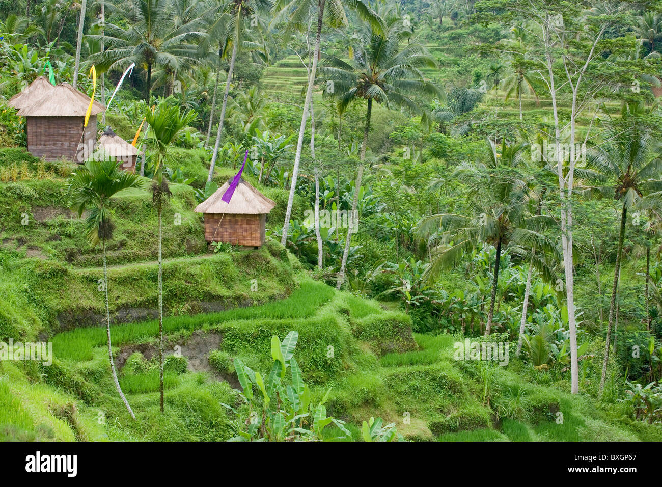 Les rizières en terrasse et des paillotes à Tellangan, Bali, Indonésie Banque D'Images