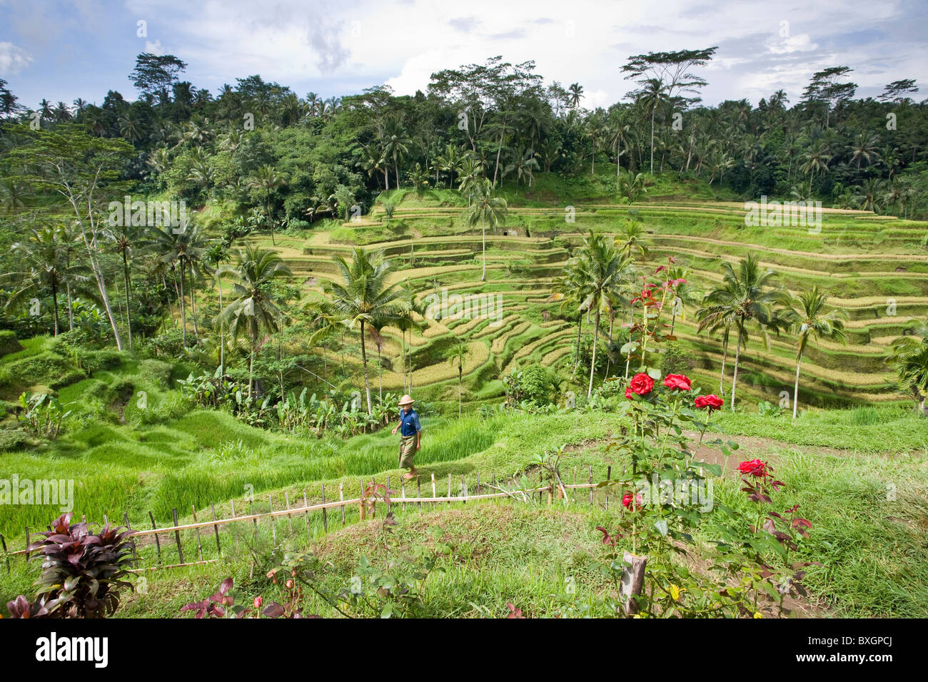 Terrasses de riz et balinais agriculteur, Tellangan, Bali, Indonésie Banque D'Images