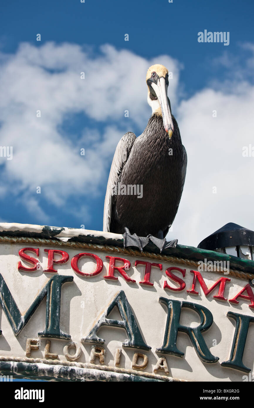 Pélican brun au Bayside Marina, Islamorada, Florida Keys, USA Banque D'Images
