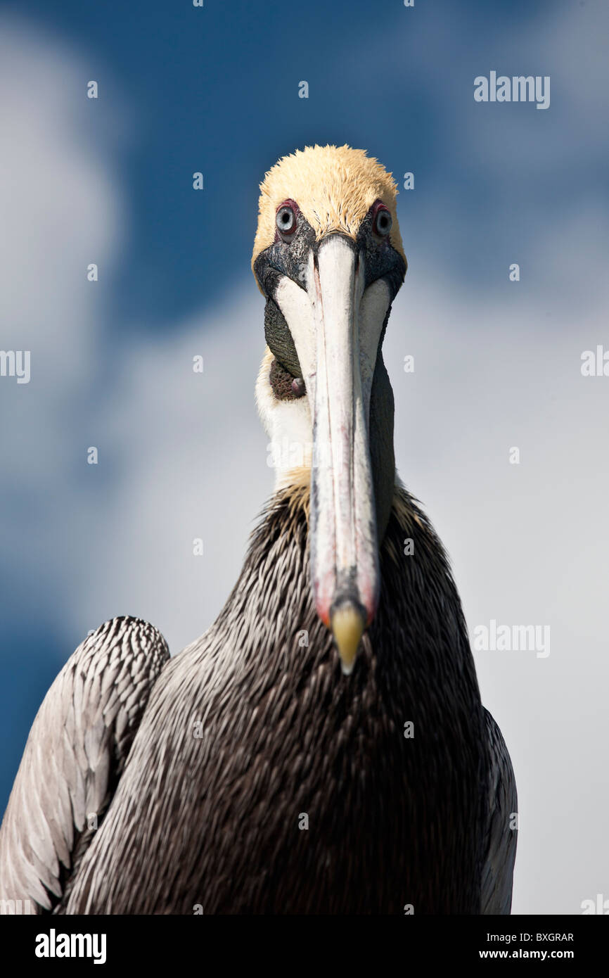 Pélican brun au Bayside Marina, Islamorada, Florida Keys, USA Banque D'Images