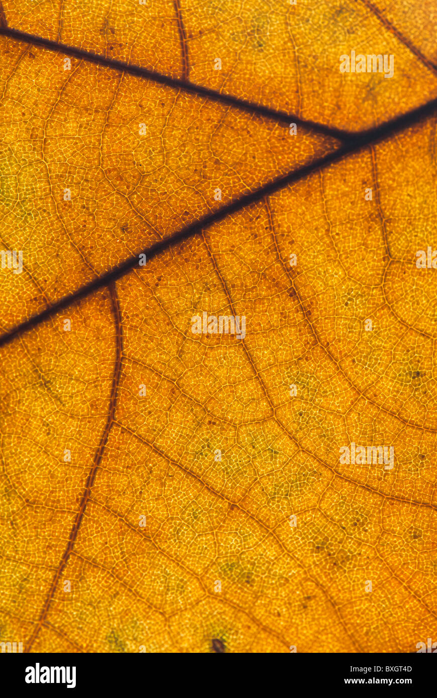 Plan Macro sur un automne feuille de platane Banque D'Images