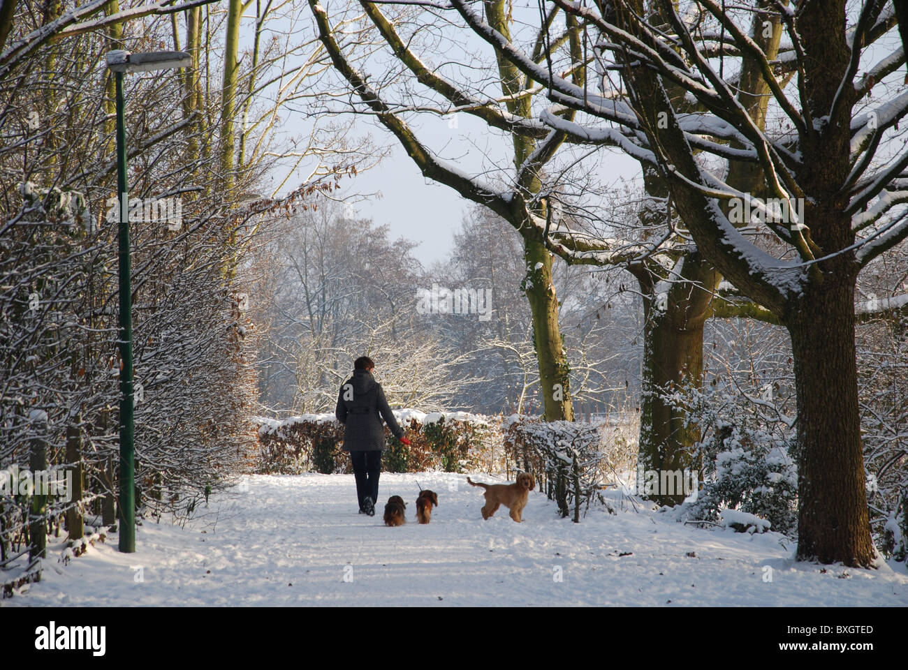 Femme marche ses chiens dans le parc en hiver Banque D'Images
