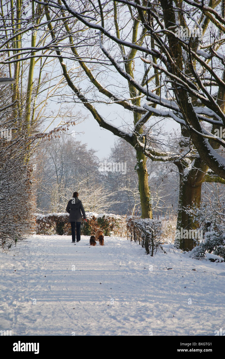 Femme marche ses chiens dans le parc en hiver Banque D'Images