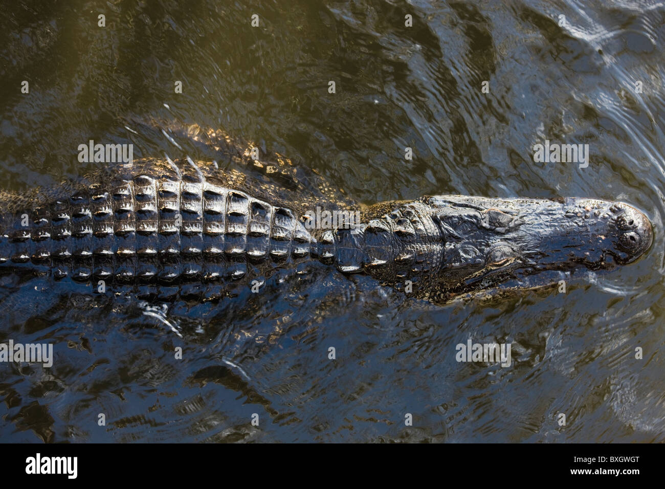 La dérive le long de la rivière Alligator Turner, Everglades, Florida, USA Banque D'Images