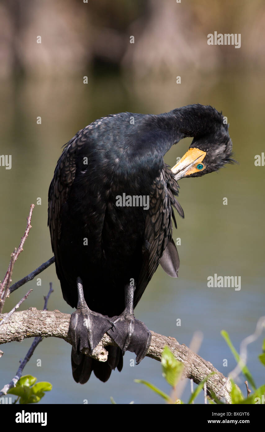 Oiseau cormoran au lissage des plumes, Everglades, Floride, États-Unis d'Amérique Banque D'Images
