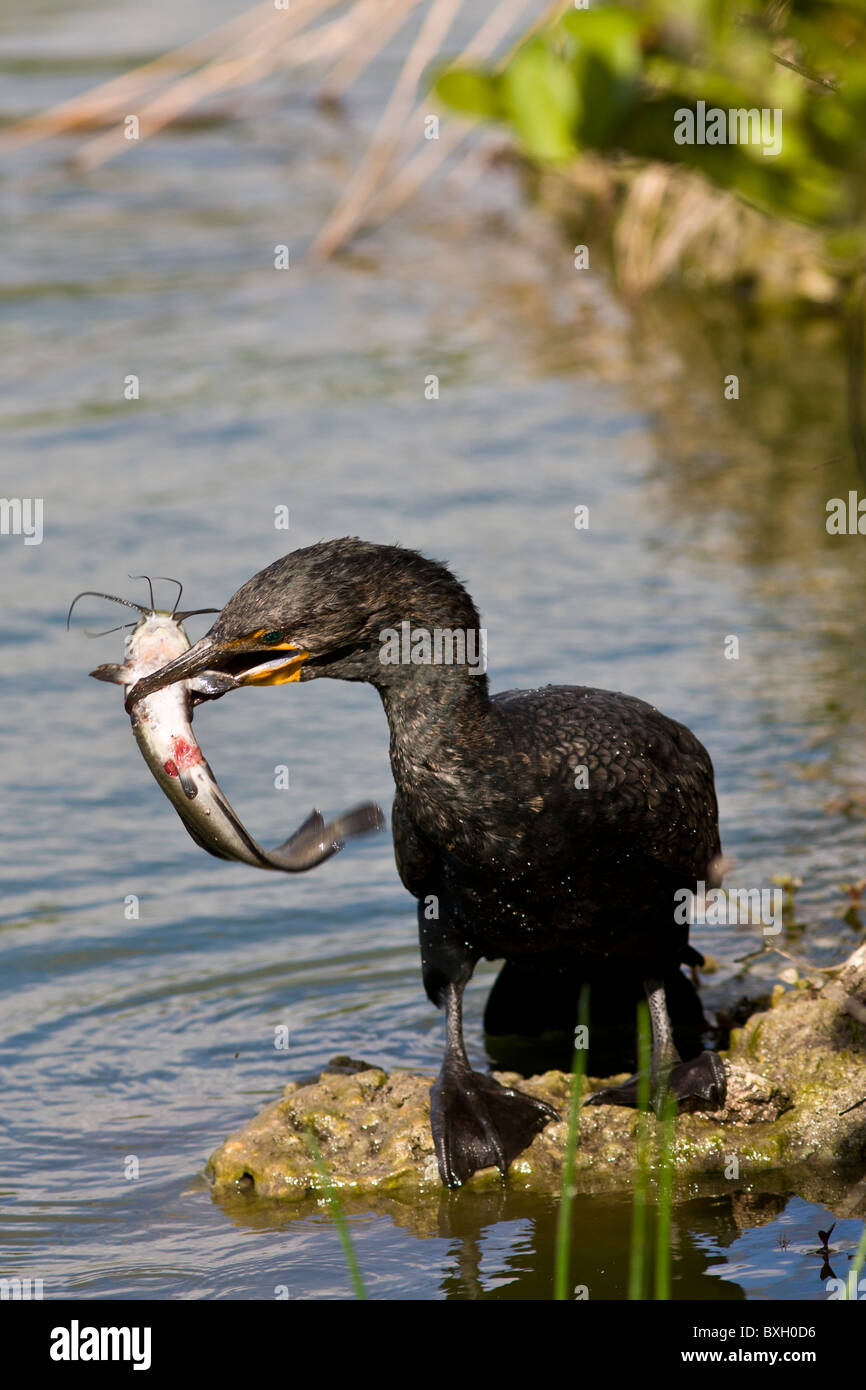 Aigrettes avec des poissons vivants capturés dans la rivière, Everglades, Floride, États-Unis d'Amérique Banque D'Images