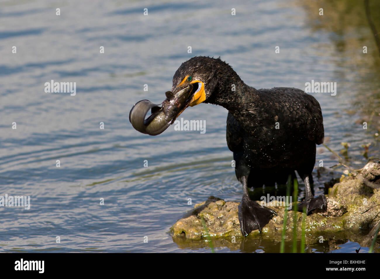 Aigrettes avec des poissons vivants capturés dans la rivière, Everglades, Floride, États-Unis d'Amérique Banque D'Images