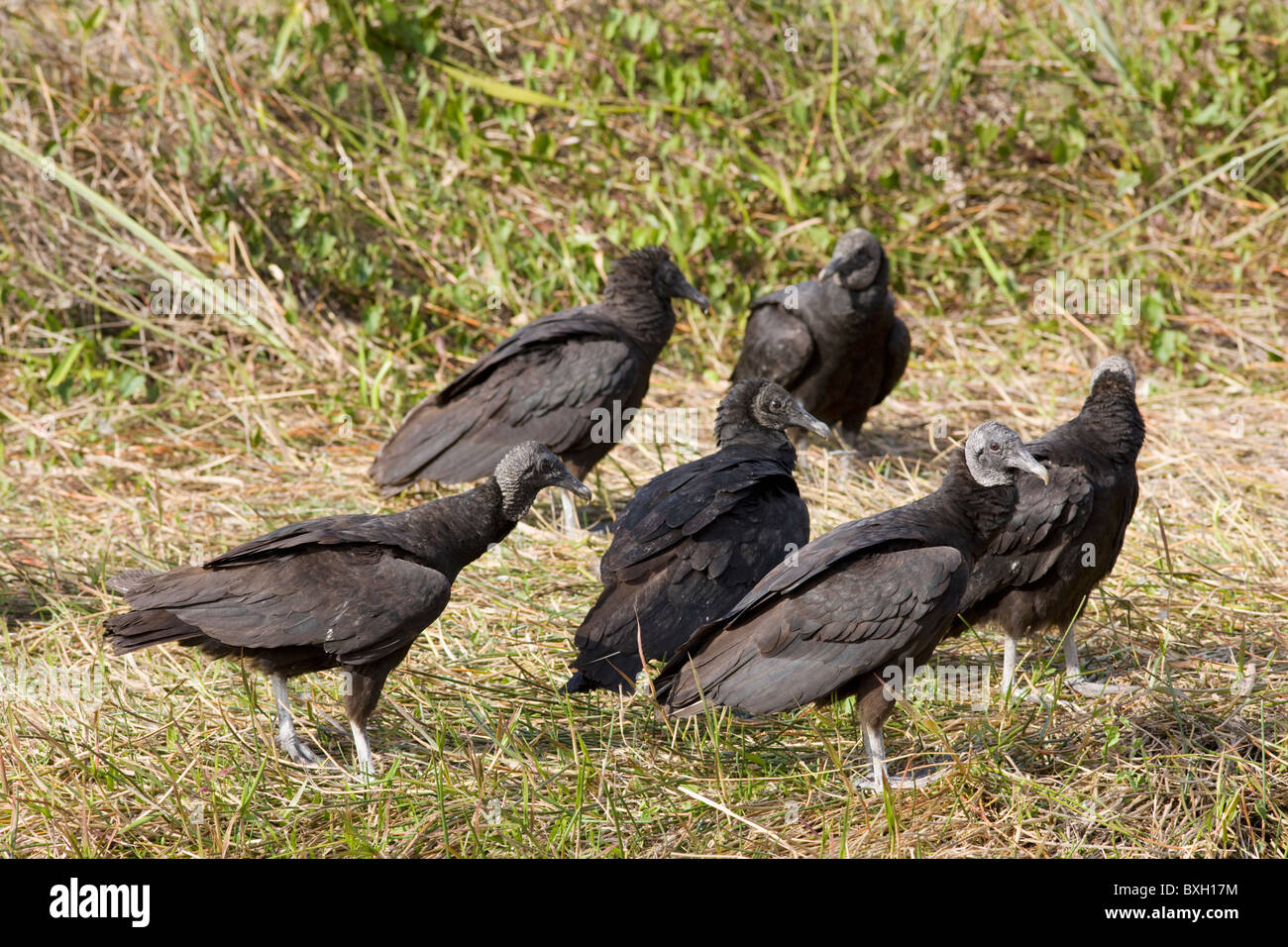 Les vautours noirs, Coragyps atratus, dans les Everglades, Florida, USA Banque D'Images