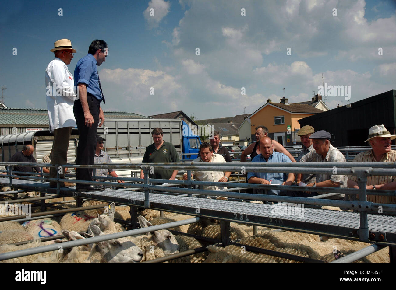 Les agriculteurs vivent dans un marché boursier dans l'ouest du pays de Galles regarder sur et inspecter les moutons avant qu'ils soient vendus aux enchères Banque D'Images