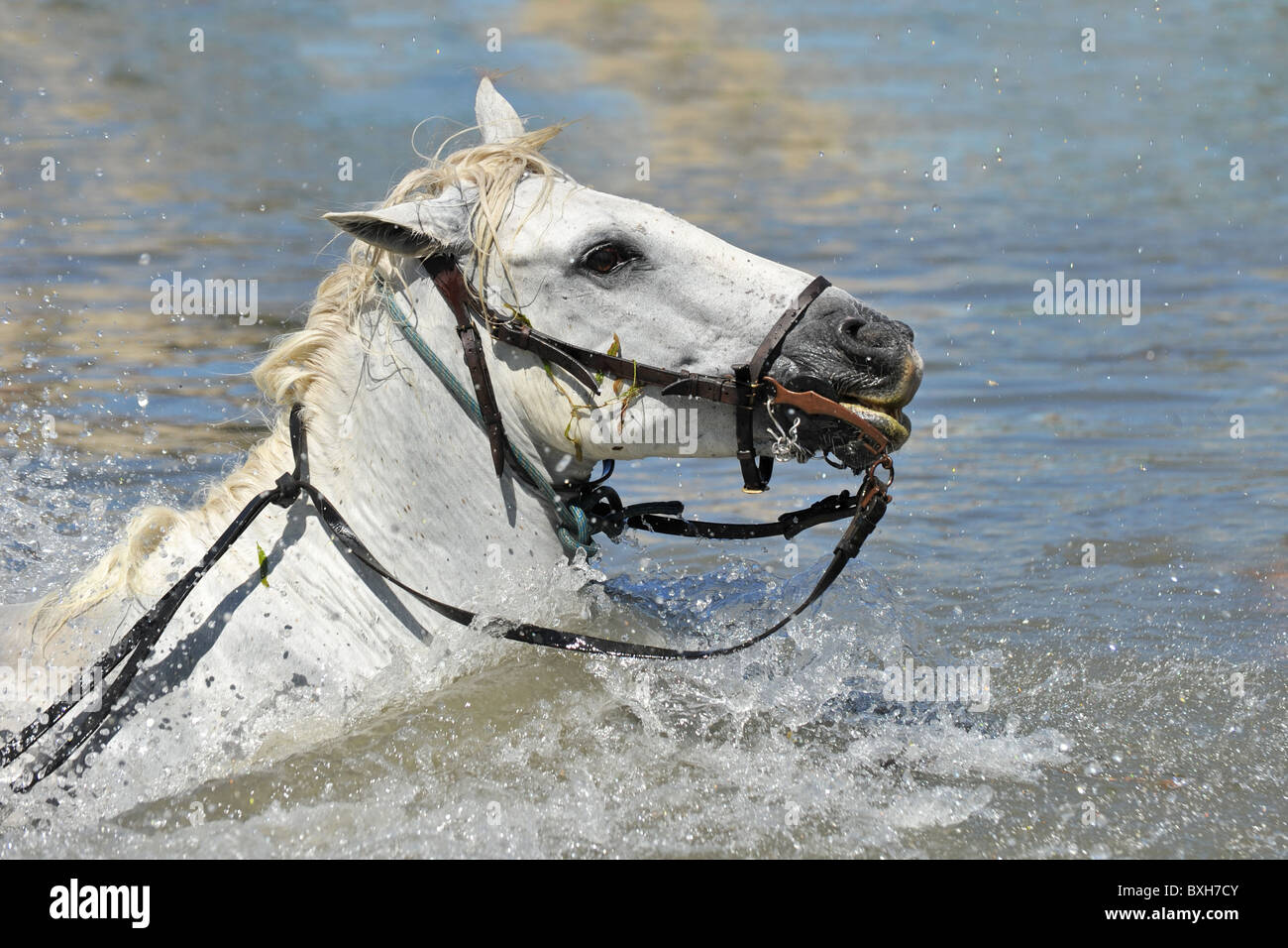 Piscine Camargue horseswith mors dans l'eau Banque D'Images