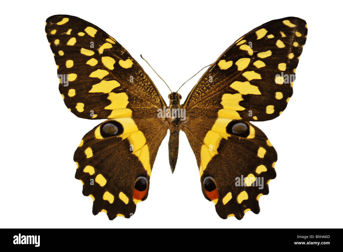Beau papillon jaune et noir in front of white background Banque D'Images