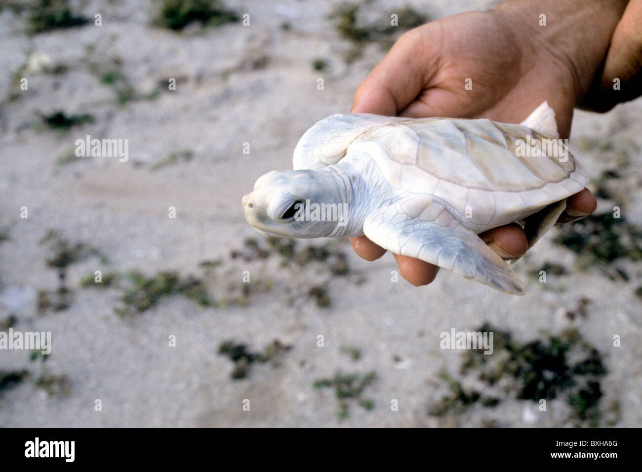 L'affichage de la main de bébé albinos 'Green Sea turtle' Banque D'Images