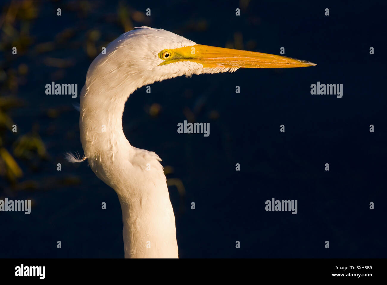 Grande aigrette Banque D'Images