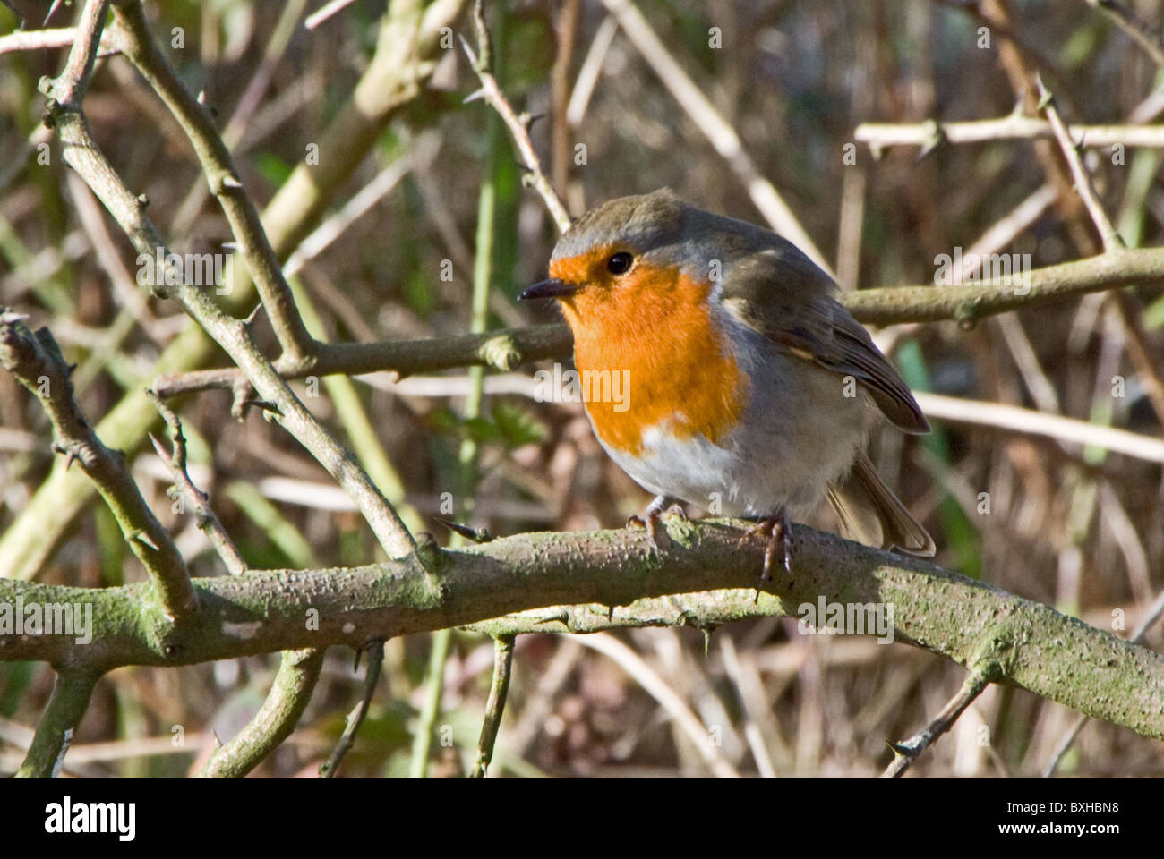 Robin près de Woolsthorpe Village, Yorkshire, UK Banque D'Images