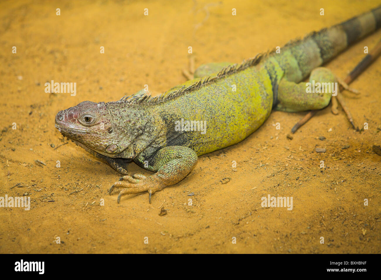 Stock Photo de vert commun Lizzard (Iguana iguana) Banque D'Images