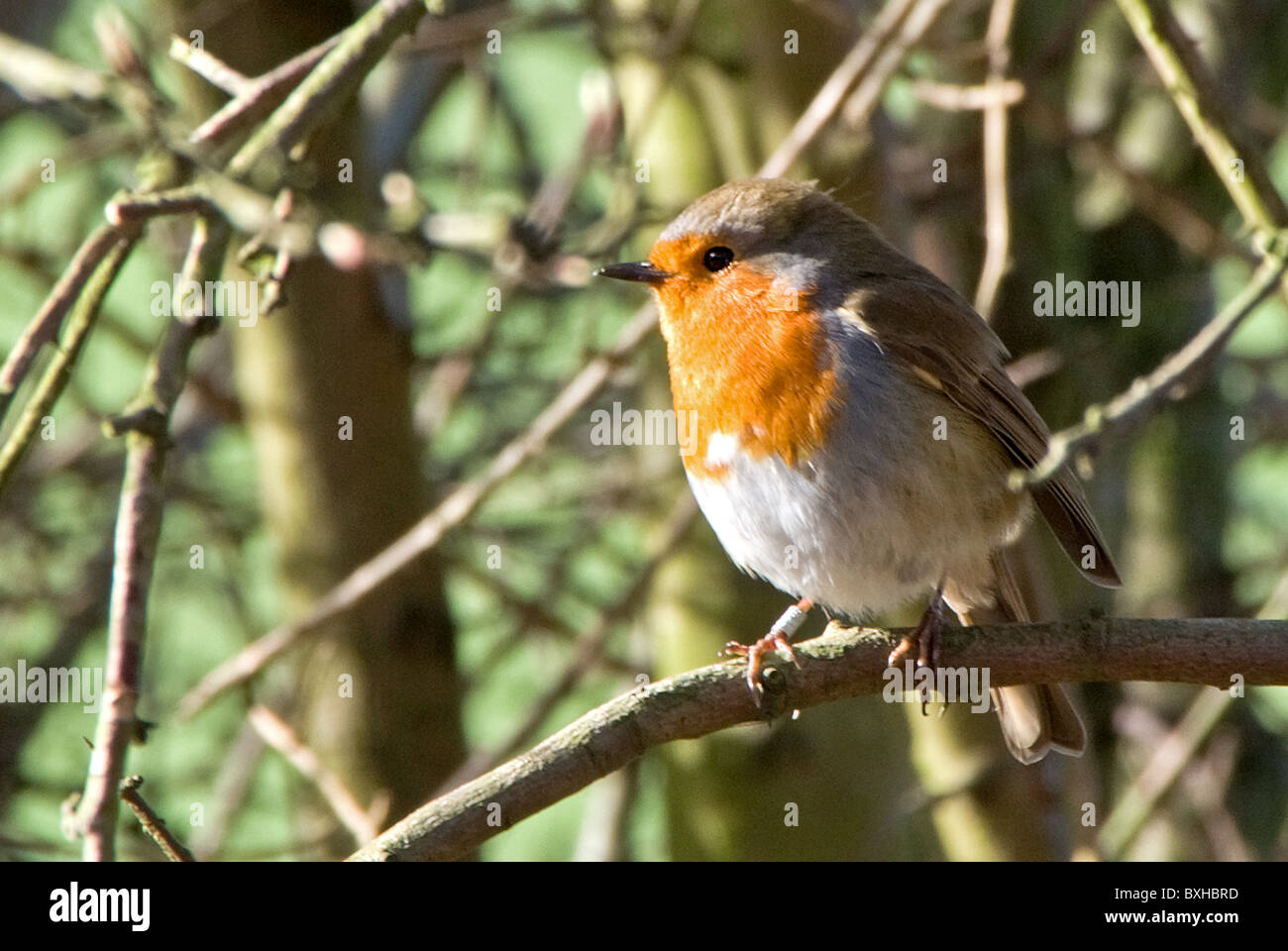 Robin près de Woolsthorpe Village, Yorkshire, UK Banque D'Images