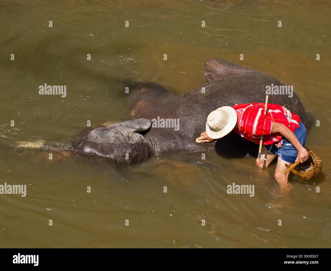 Un cornac de frotter son éléphant dans une rivière à Maesa Elephant Camp à Chiang Mai Banque D'Images Un cornac de frotter son éléphant dans une rivière à Maesa Elephant Camp à Chiang Mai Banque D'Images