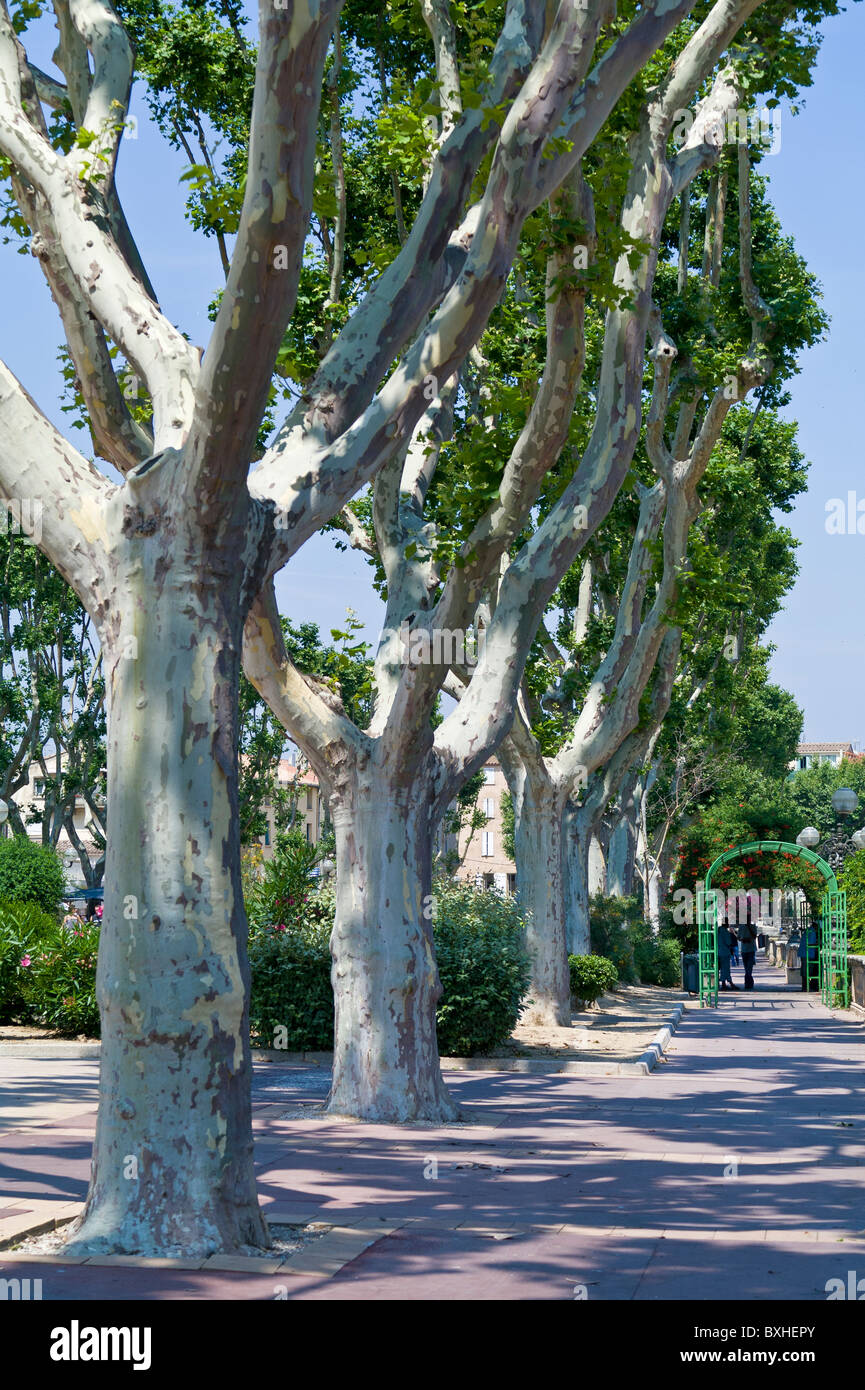 L'avenue des Platanes le long du Canal de la Robine à Narbonne France Banque D'Images