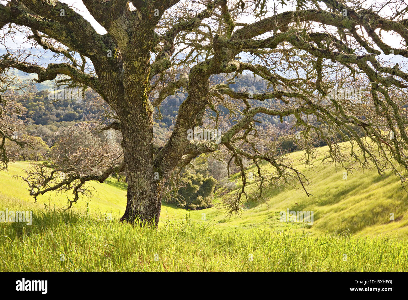 Chêne côtière au printemps, Mount Diablo State Park, Californie, USA Banque D'Images