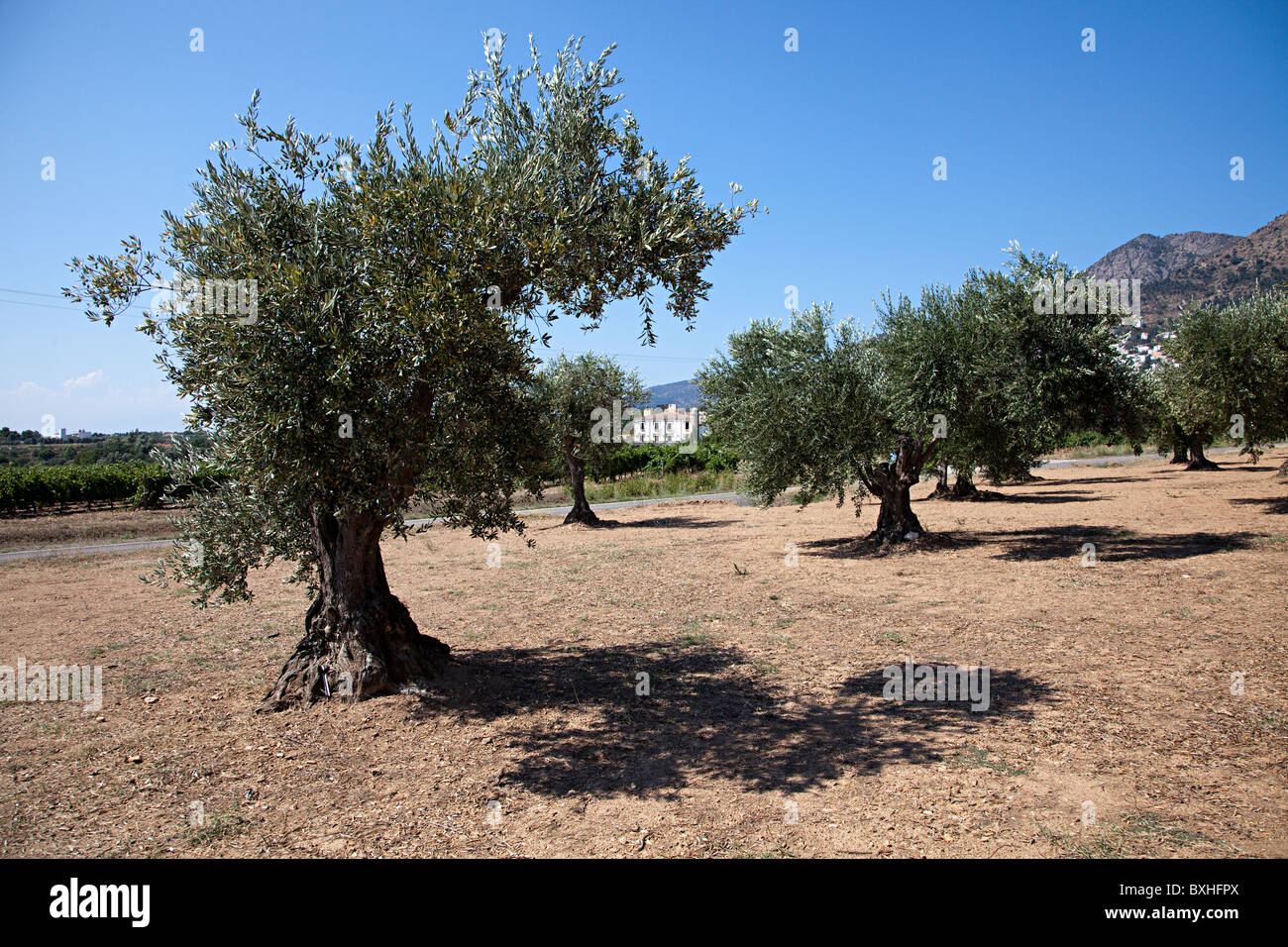 L'olivier près de l'Emporda Catalogne Espagne Roses Banque D'Images