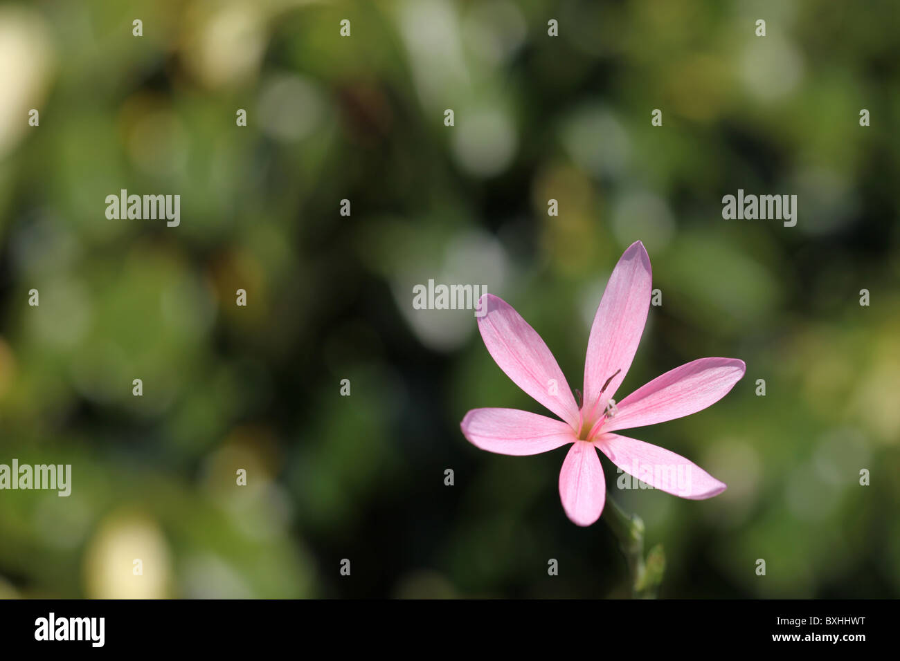 L'allium Lily flower with copy space Banque D'Images