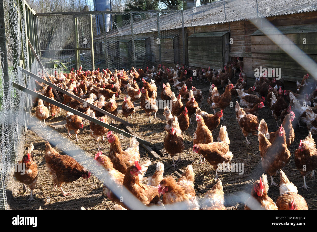 L'élevage du poulet intensif - image prise à l'extérieur de la coop Banque D'Images