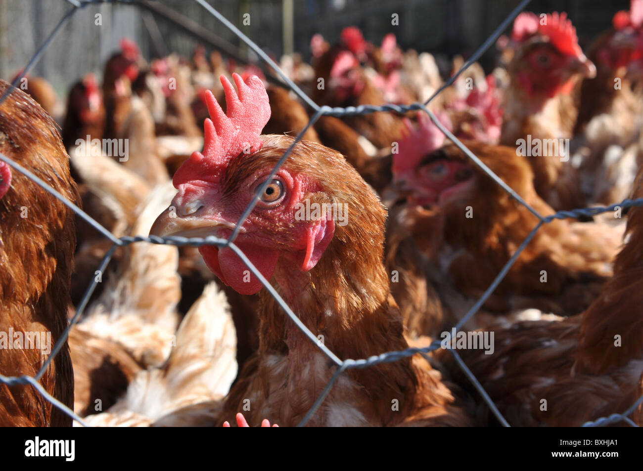 L'élevage du poulet intensif. Gros plan sur les poulets Banque D'Images