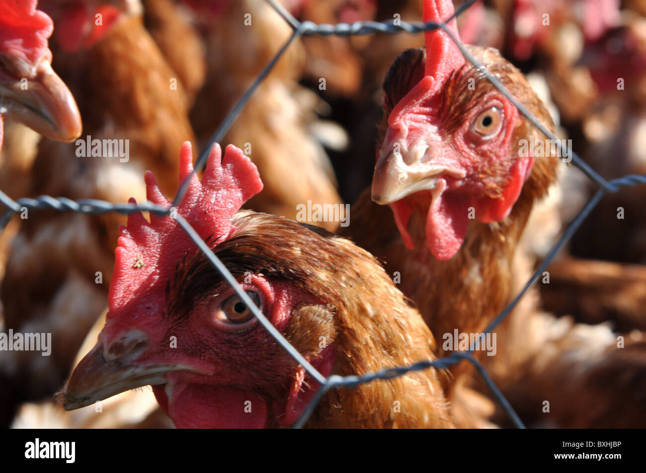 L'élevage du poulet intensif. Gros plan sur la tête des poulets Banque D'Images