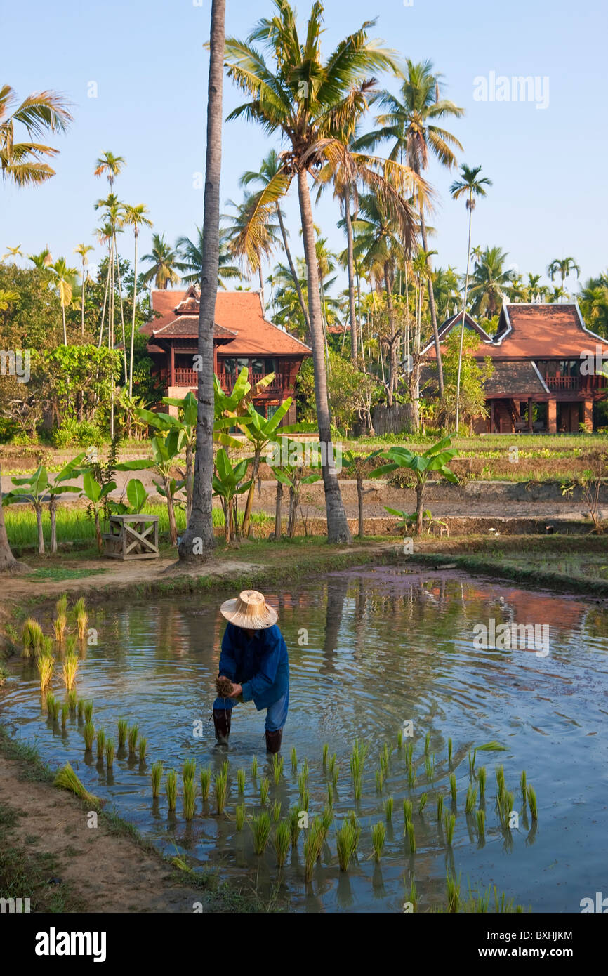 Rizières nr Chiang Mai, Thaïlande Banque D'Images Rizières nr Chiang Mai, Thaïlande Banque D'Images