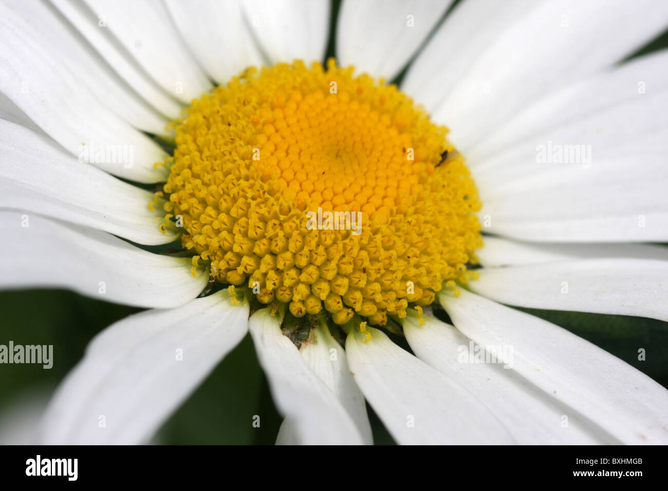 Fleur de Marguerite. Rutgers Gardens, New Jersey central, États-Unis Banque D'Images